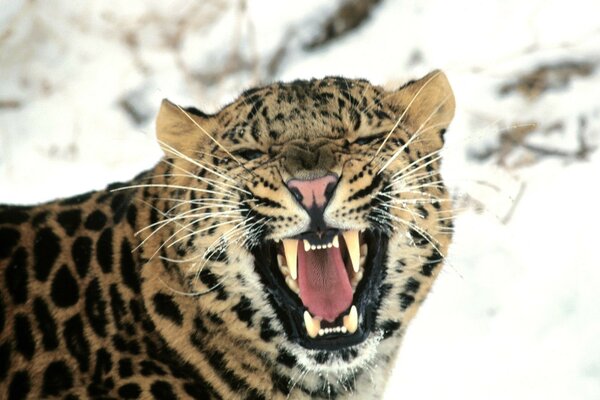 Sorriso con ruggito di lince su sfondo nevoso