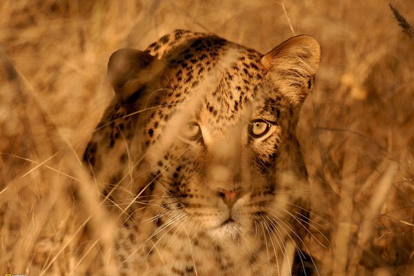 Porträt eines Leoparden während der Jagd