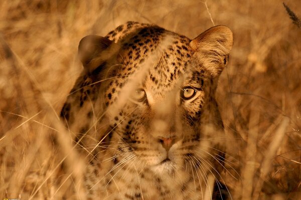 Portrait of a leopard during a hunt