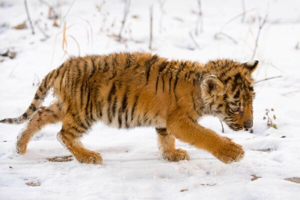 Pequeño cachorro de tigre caminando en la nieve