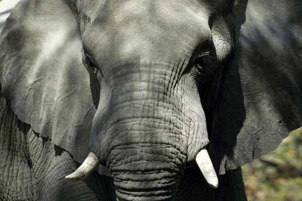 Elefante in natura