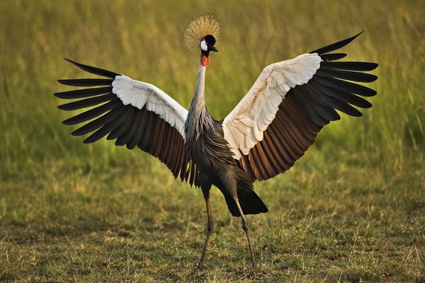 Grue africaine debout sur le terrain