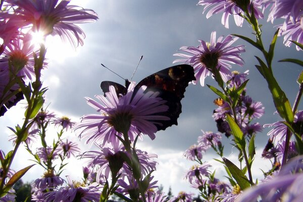 Бабочка среди летних цветов на фоне неба