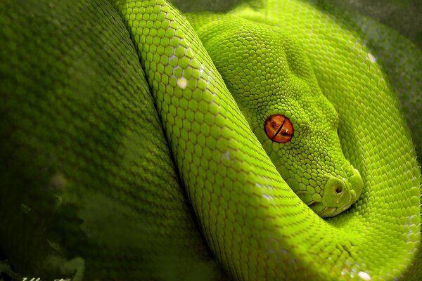 The green snake is wrapped up and sleeping
