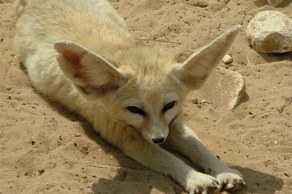 Ein kleiner, ohriger Fuchs wärmt sich im Sand