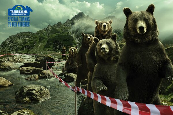 Die Reihe der Bären irgendwo in Siebenbürgen
