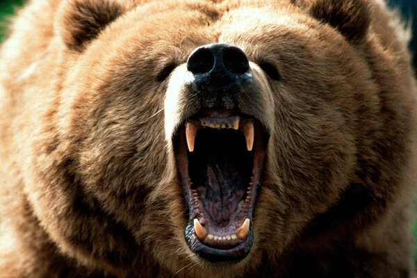 The bear shows an open mouth