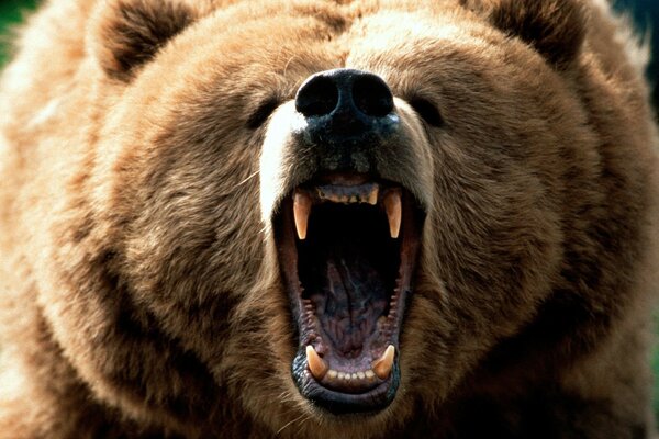 Медведь показывает открытую пасть