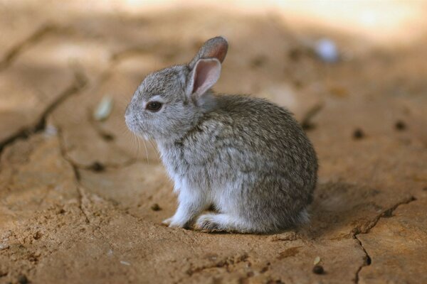 Blurred background of the earth with a gray hare