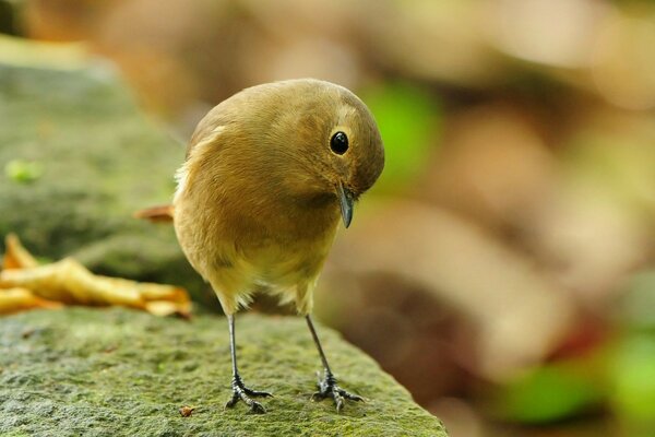 Słodki mały ptak stojący na kamieniu