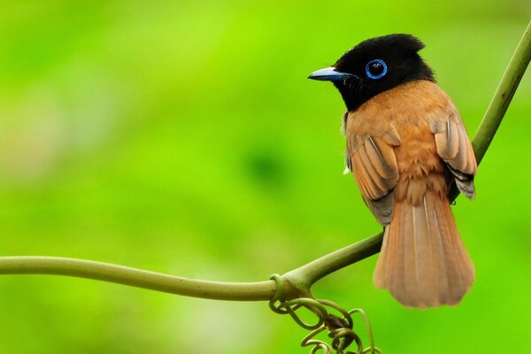 A small bird sitting on a branch