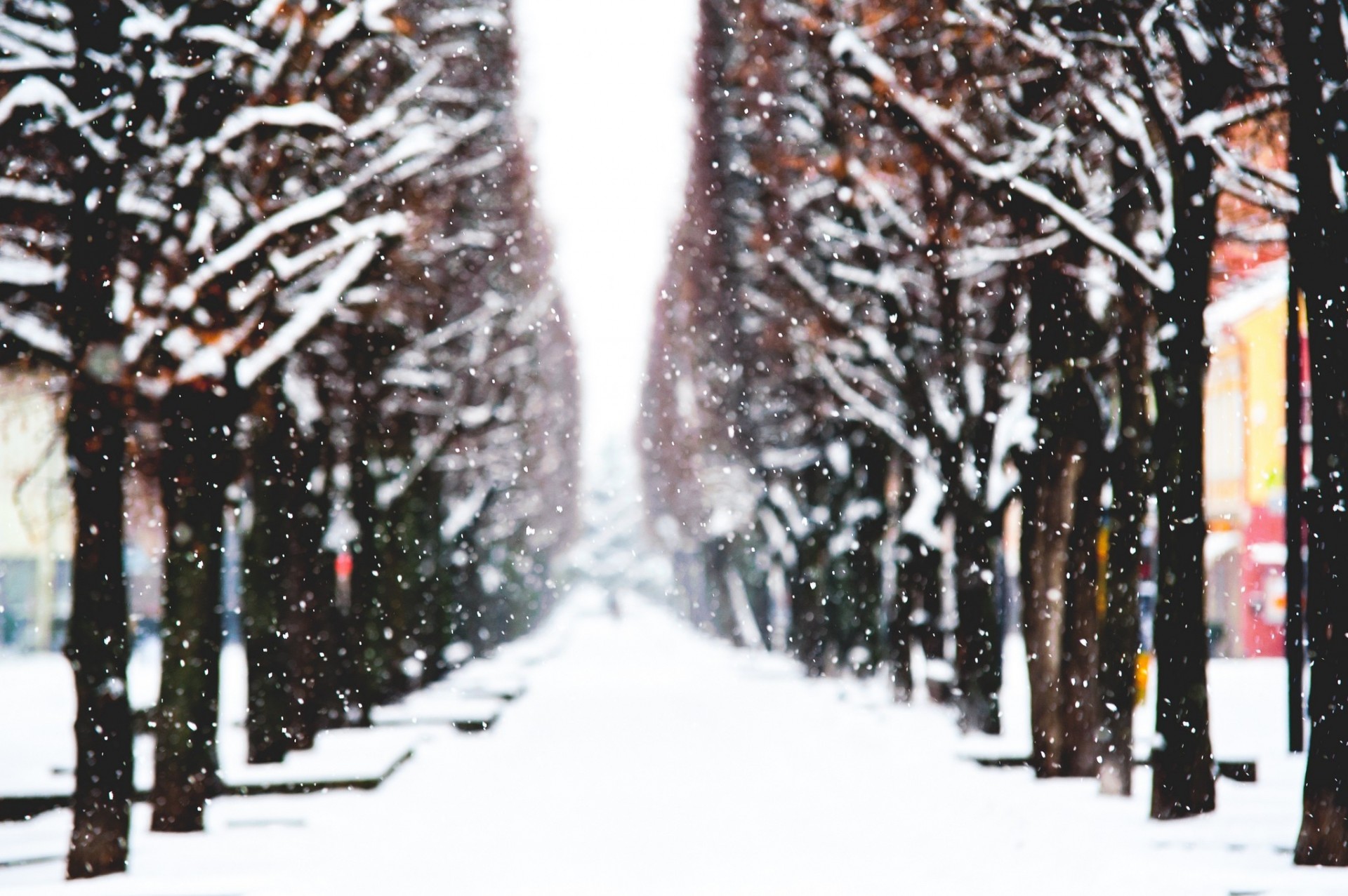 kaunas árboles ciudad polonia nieve callejón invierno