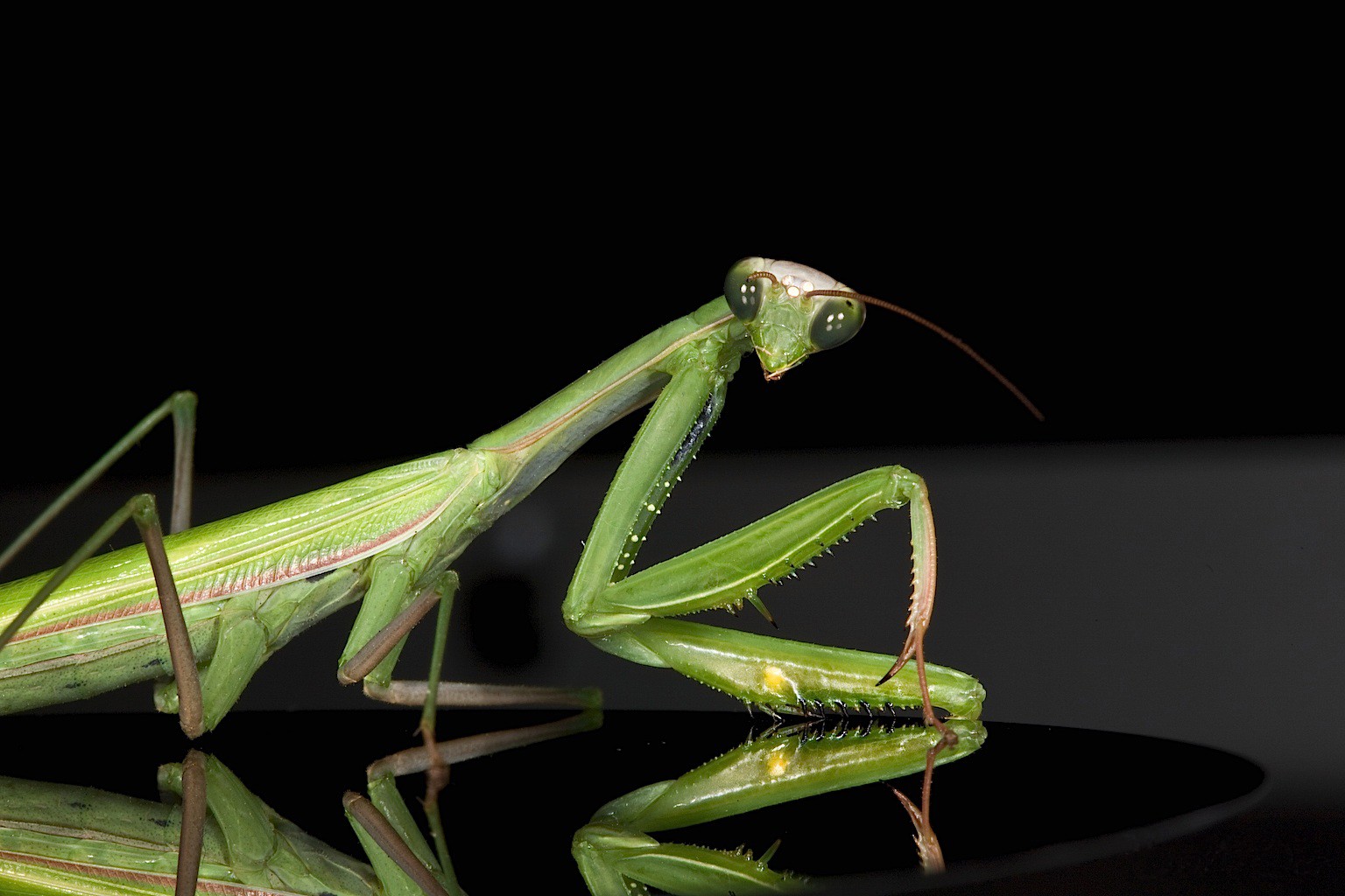 mantis religiosa masculino masculino