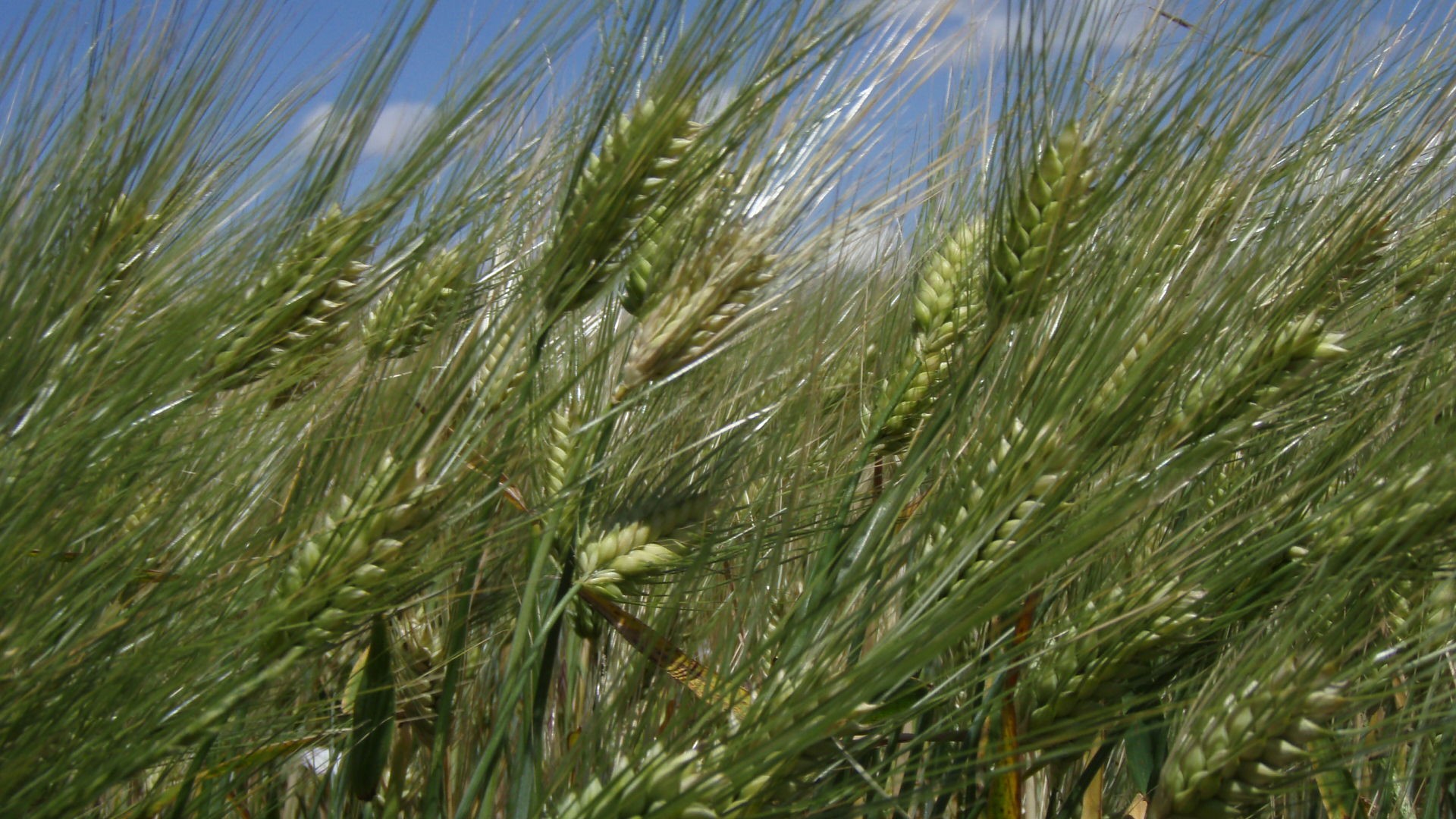 campo estate grano