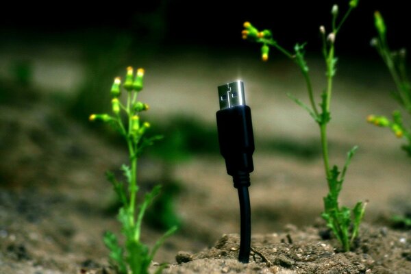 The USB cable grows out of the ground like a plant