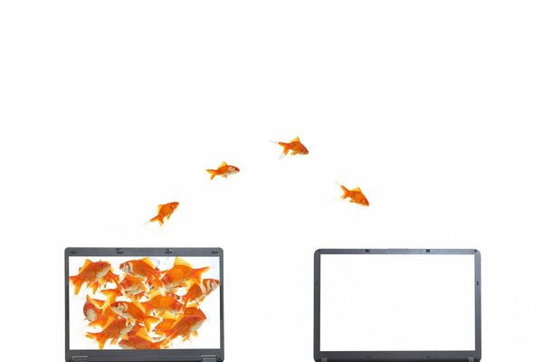 Goldfische springen von einem schwarzen Laptop zu einem weißen