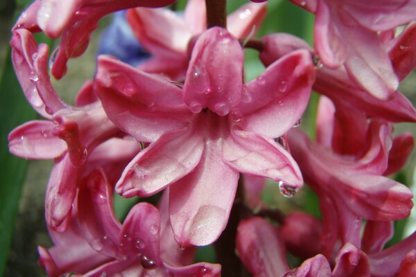 Beautiful hyacinth , steps of the race