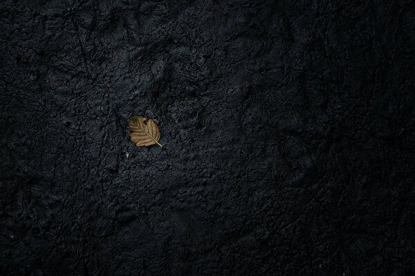 Ein einsames Blatt auf schwarzem Boden
