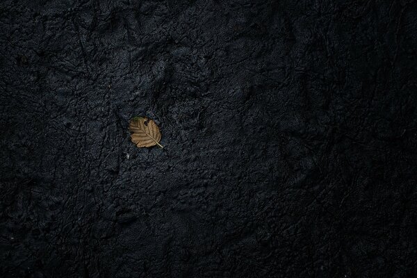 A lonely leaf on the black earth