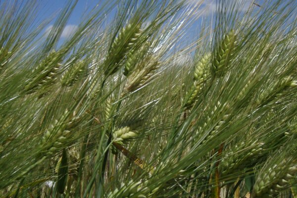 El trigo en verano es bueno, verde