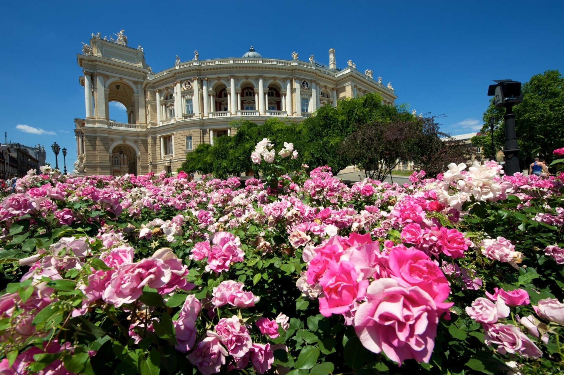 roses odessa fleurs ukraine théâtre bâtiment buissons