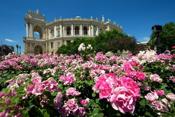 Beaucoup de beaux buissons de roses sur le fond du théâtre