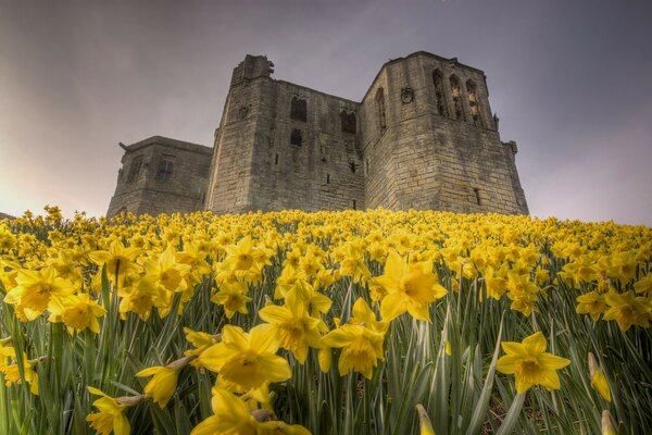 Beautiful narcissus in front of a stately tower