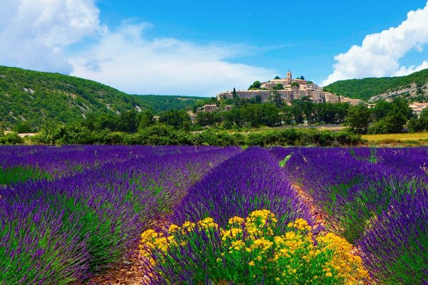 Lavender fields in France