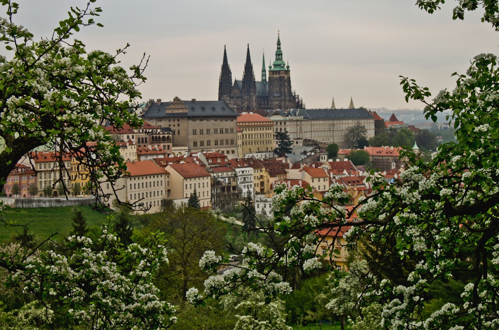 tree bloom building panorama czech republic prague spring