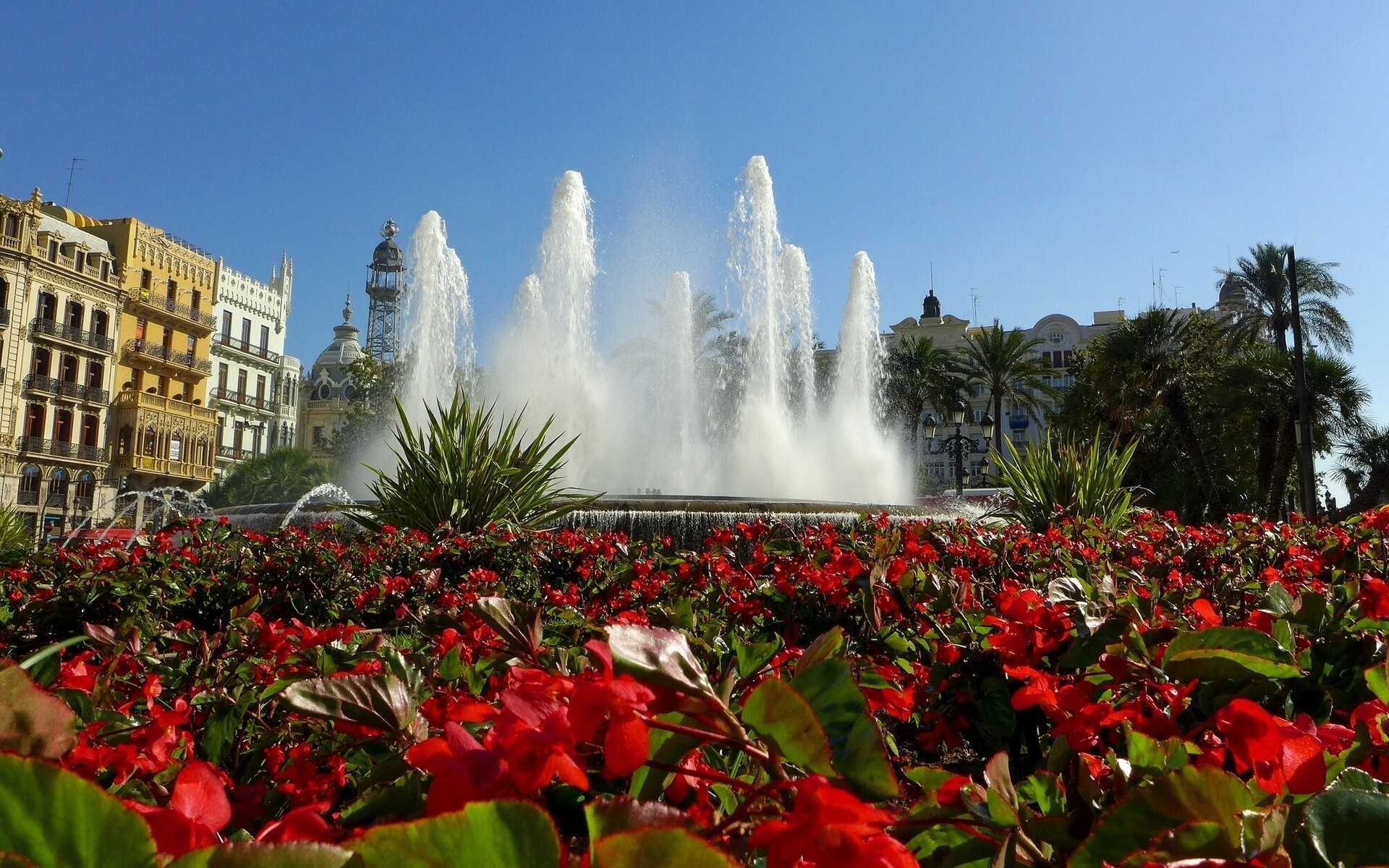 spagna begonie aiuola fiori fontana valencia