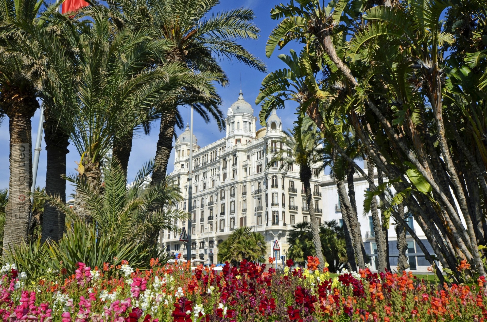 spagna palme alicante fiori edificio valencia