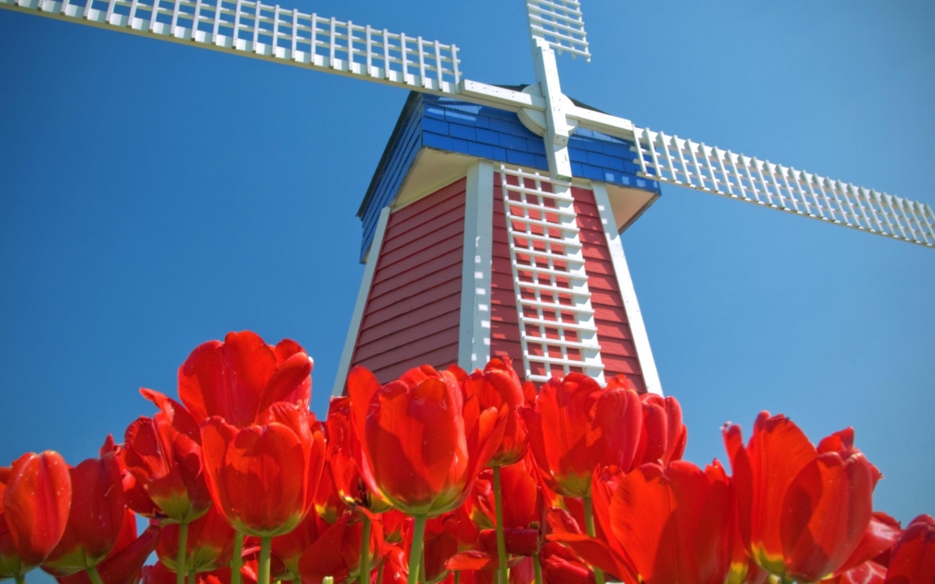 tulips netherlands mill