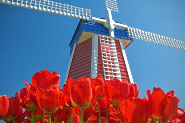 Dutch mill at the red tulips