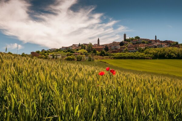 Village et champ de coquelicots en Toscane