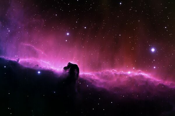 Horse s head on the background of the starry sky