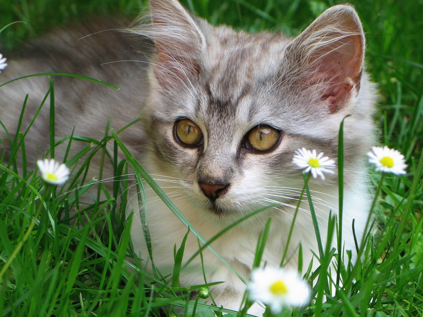 chats animaux joie