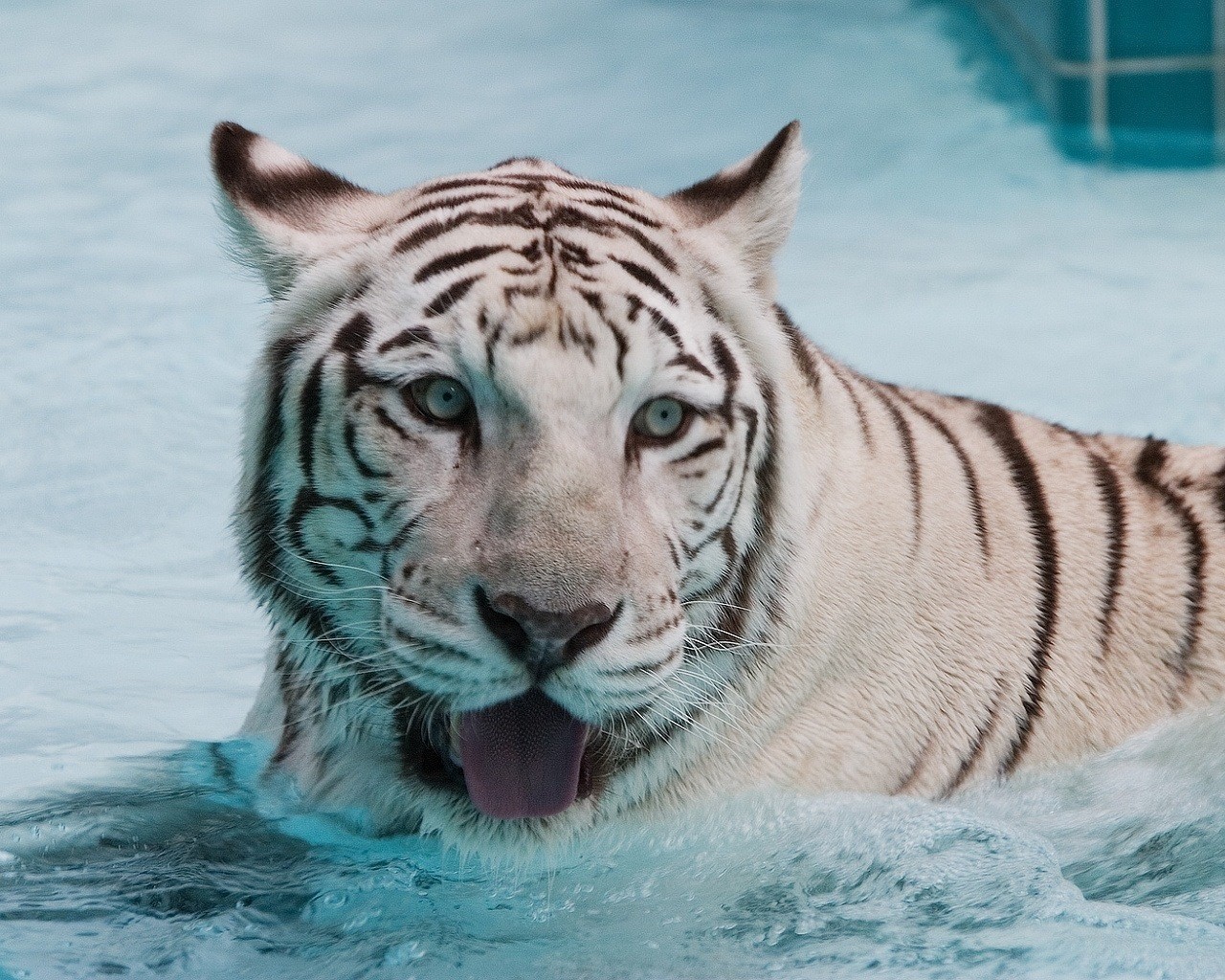 tiger water wet