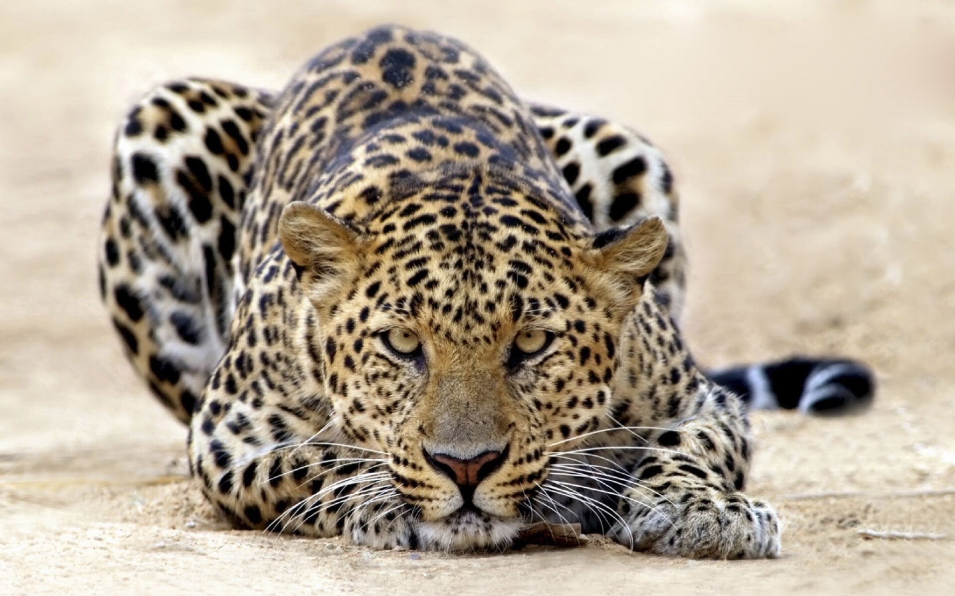 guépard tigre attaque chats