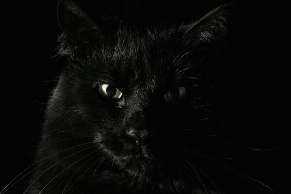 Gato negro sobre fondo negro