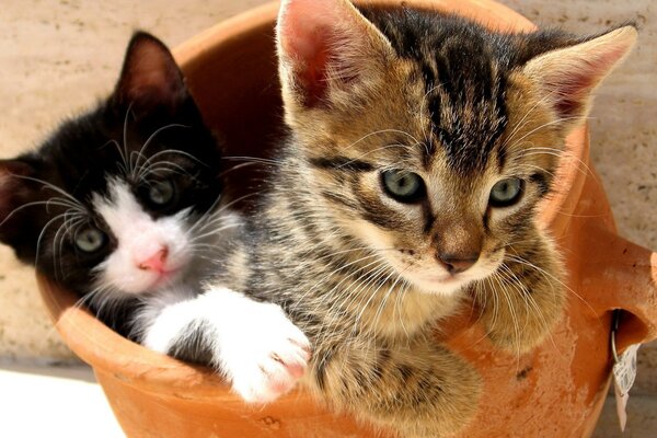 Chatons dans un pot d argile