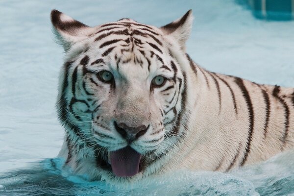 Tigre bianca in acqua di mare