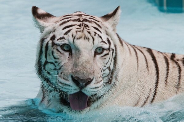 Белый тигр в морской воде