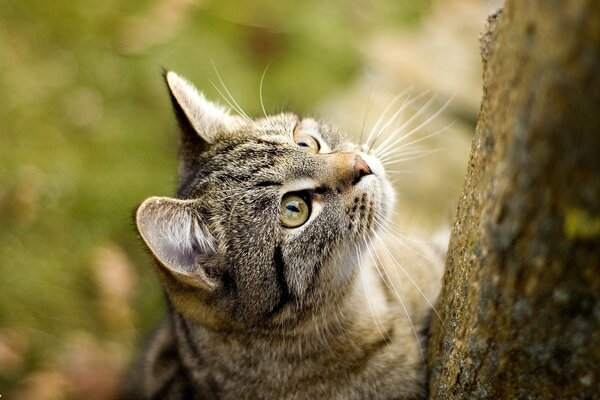 Gato callejero en el bosque