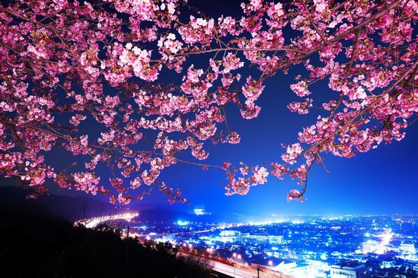 Branche de Sakura sur Tokyo nocturne