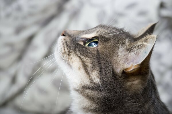 La mirada de cristal del gato gris