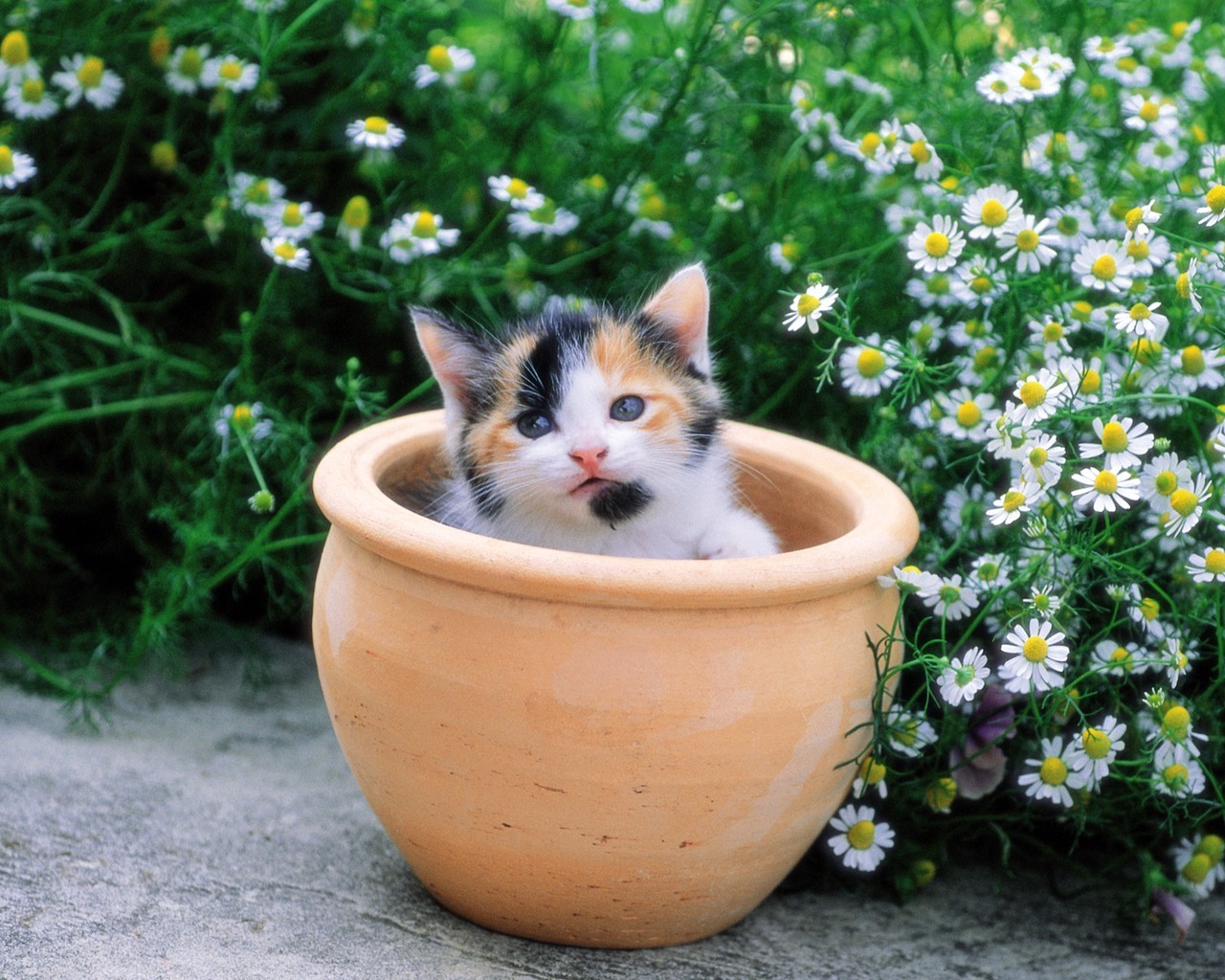 kätzchen topf blumen gänseblümchen