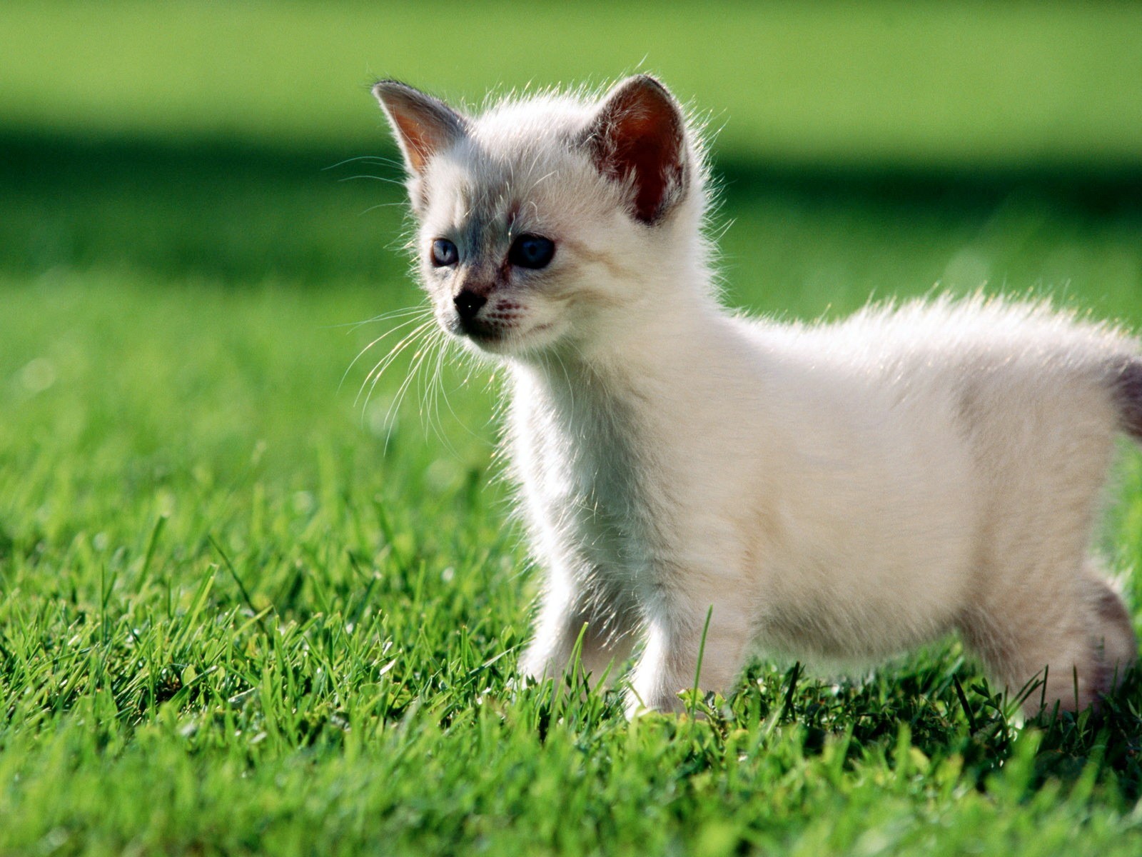 kitten grass green white