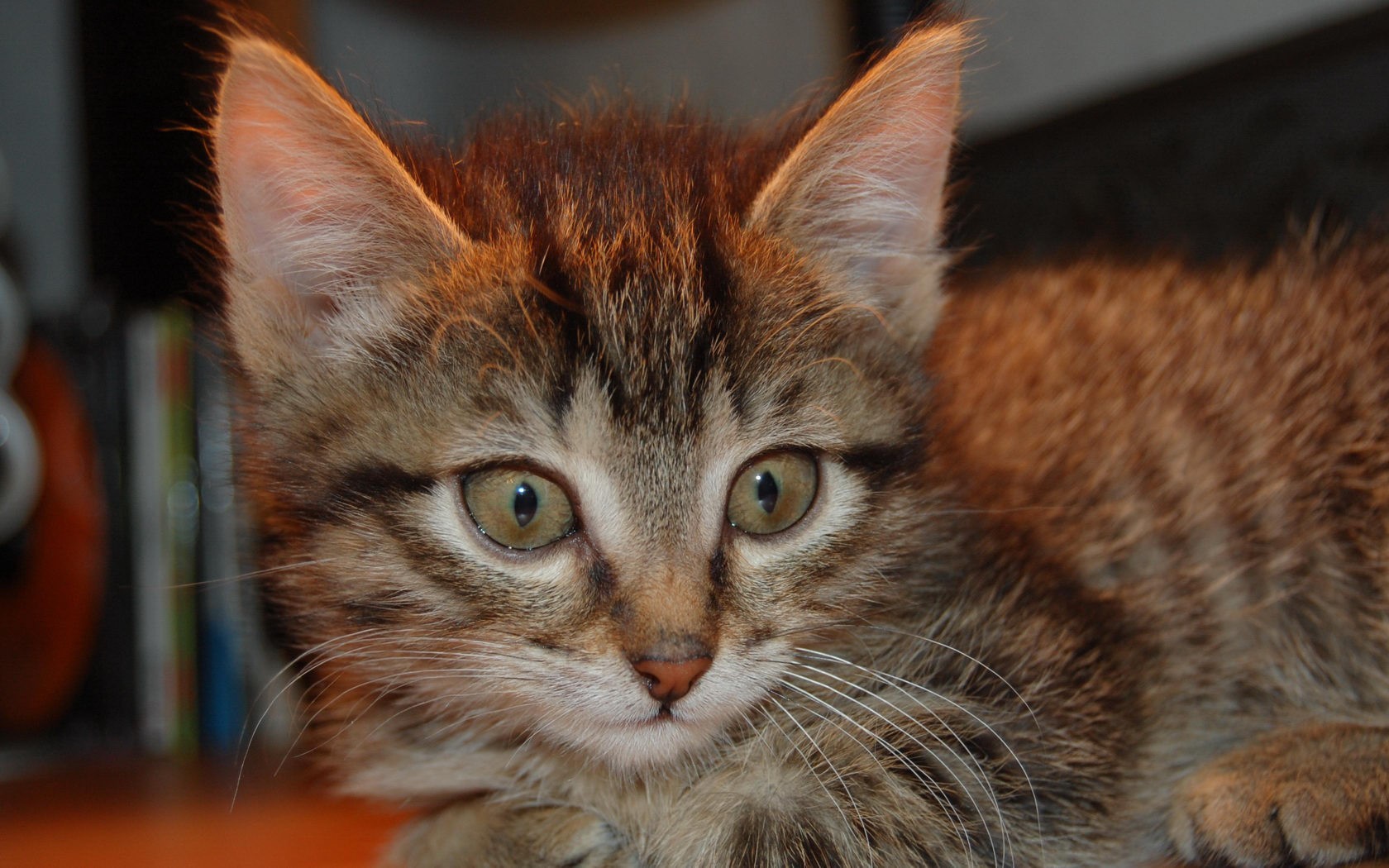 chat regard moustache