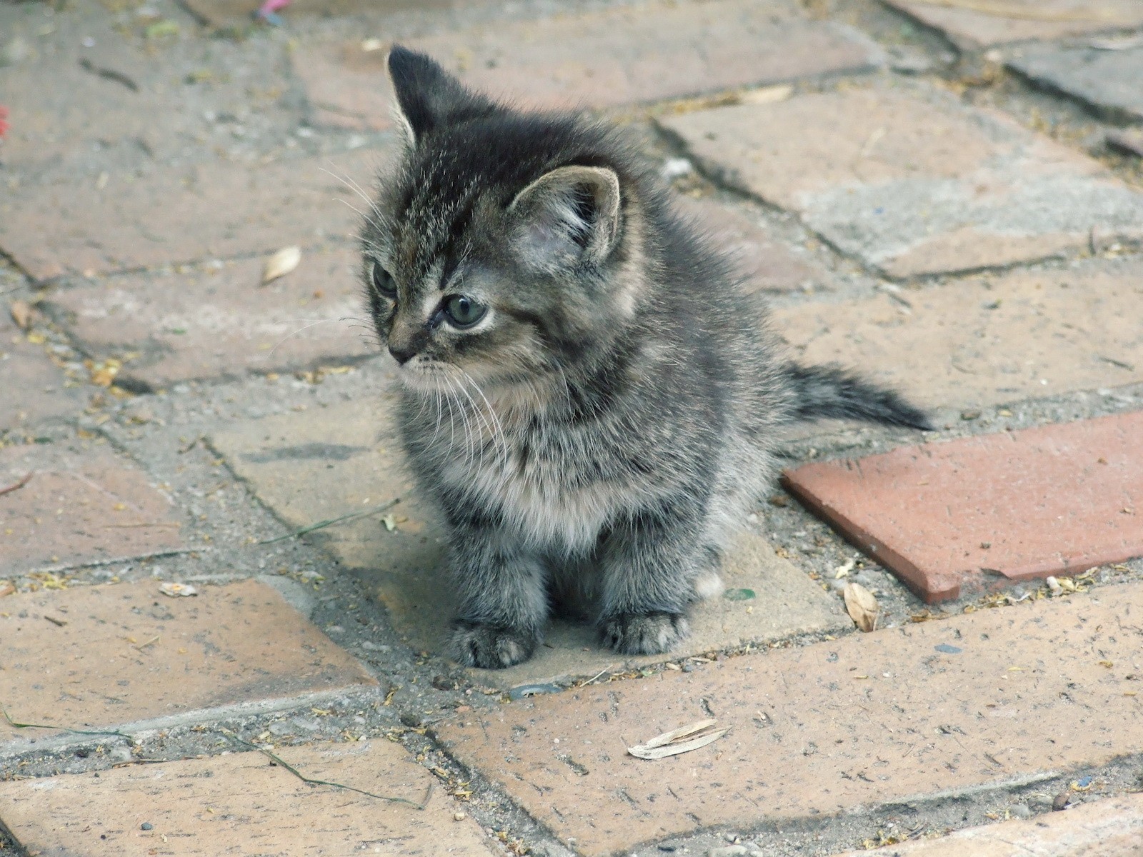 gatito ladrillo