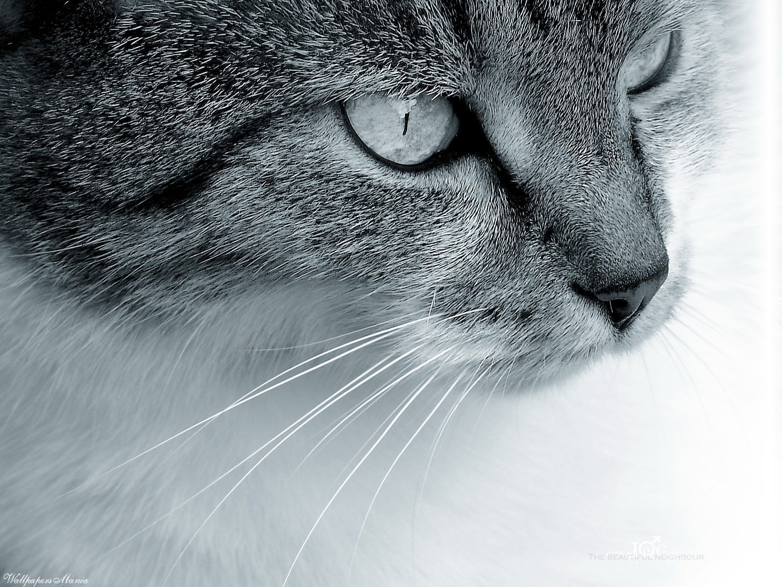 moustache laine regard chat